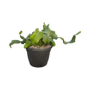 Curly Sue Orchid Cactus | 6 inch | Epiphyllum Hybrid | Live Succulent Hanging Plant | Indoor Plant | House Plant