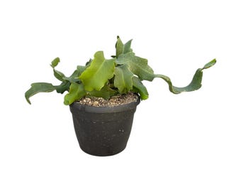 Curly Sue Orchid Cactus - 6 Inch Twisting Spiral Ribbon Stem Epiphyllum
