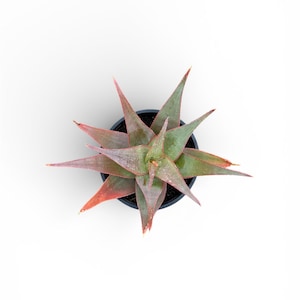 May include: Overhead view of a succulent plant in a black pot. The plant has green and reddish-pink pointed leaves arranged in a starburst pattern. The background is plain white.