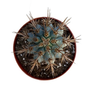 Blue Cereus | 4 inch | Browningia hertlingiana | Azureocereus hertlingianus | Live Cactus Plant | Succulent | Drought Tolerant