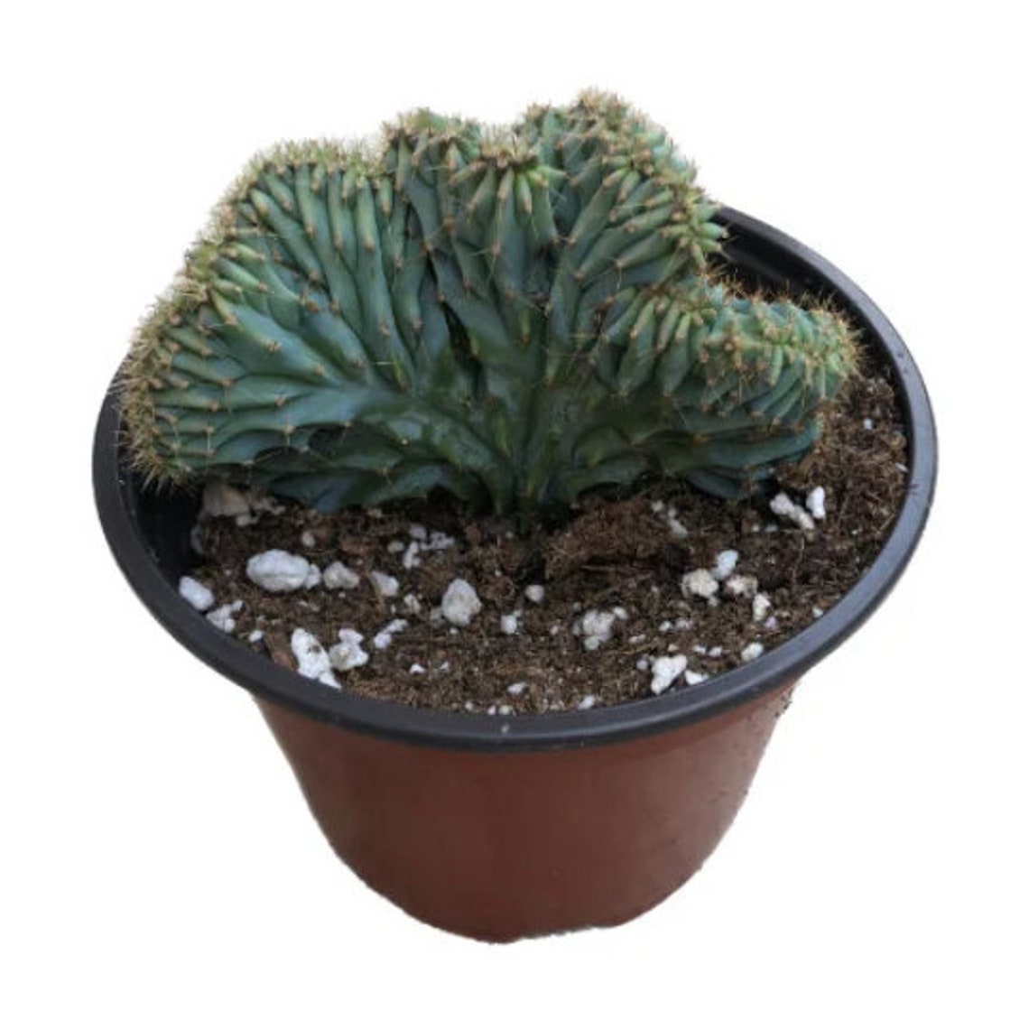 Blue Candle Crested Cactus 4 Inch Blue Myrtle Crested Etsy