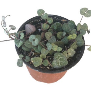String of Hearts | 4 inch | Ceropegia Woodii | Rosary Vine | Live Succulent Hanging Plant | Indoor Plant | House Plant