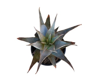 Blue Aloe | 1 Gallon | Aloe Glauca | Live Succulent Plant | Cactus | Indoor Plant | House Plant | Drought Tolerant