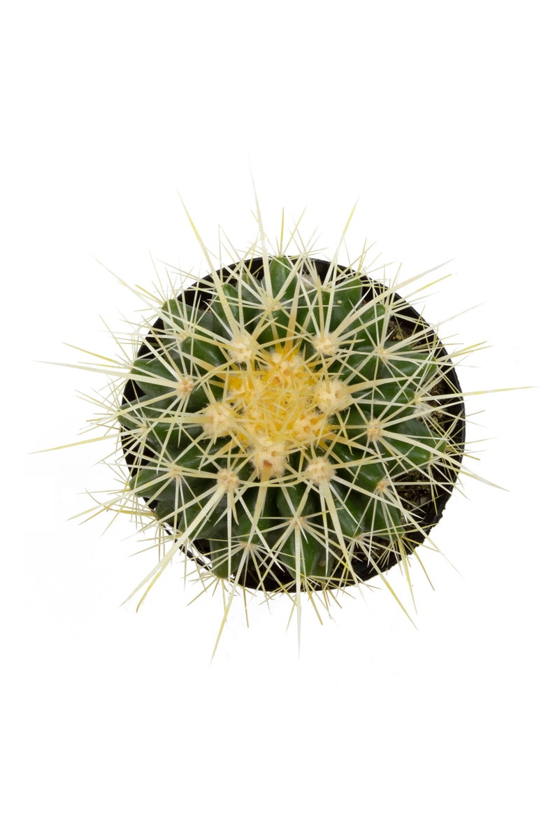 NativeWestCalifornia Golden Barrel Cactus