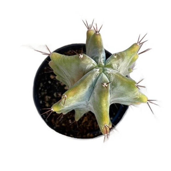 Gray Ghost Organ Pipe Cactus | 2.5 inch | Stenocereus pruinosus | Live Plant | Indoor Plant | House Plant | Drought Tolerant