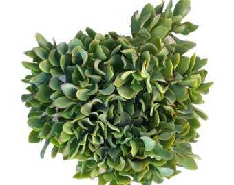Ripple Jade | 6 inch | Curly Jade | Live Succulent Plant | Indoor Plant | House Plant | Drought Tolerant