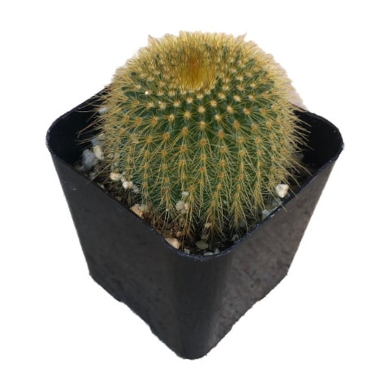 Cactus perroquet pour bébé - Leloona