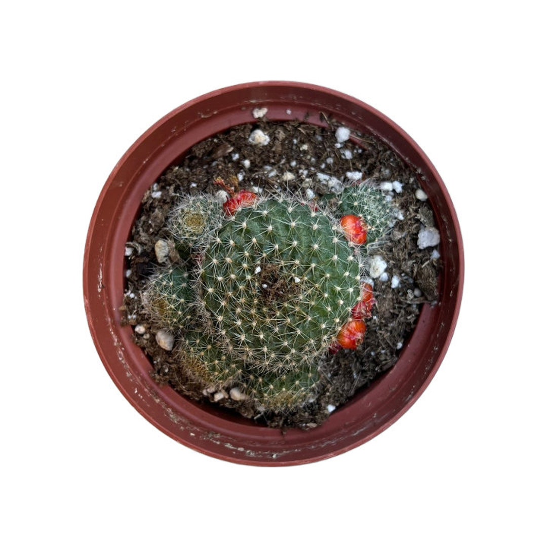Rebutia Flavistyla Cactus 4 Inch Live Cactus Plant Succulent Indoor ...