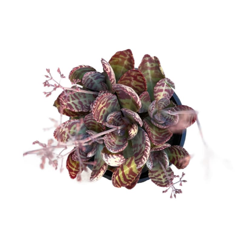 Kalanchoe Humilis Desert Surprise - Thumbnail 3