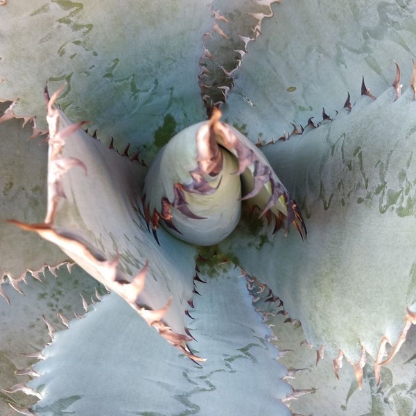 Agave 'Lion's Mane' | 8 inch | Agave titanota | Live Succulent Plant | Cactus | Indoor Plant | Drought Tolerant Plant