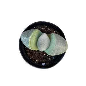 May include: A small succulent plant with three green, grey, and white leaves in a black plastic pot.