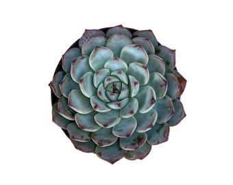 Echeveria Minima | 2.5 inch | Echeveria | Live Succulent Plant | Indoor Plant | House Plant | Drought Tolerant Plants