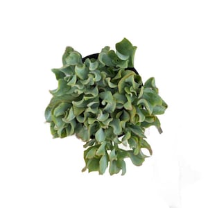 Ripple Jade | 4 inch | Live Succulent Plant | Indoor Plant | House Plant | Drought Tolerant