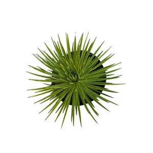 May include: Overhead view of a spiky green succulent plant in a black pot. The plant has long, thin, light green leaves with dark tips, radiating outwards from a central point. The pot is round and sits against a white background.