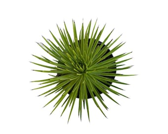 Hedgehog Agave | 8 inch | Agave Stricta | Live Agave Plant | Succulent | Cactus | Indoor Plant | Drought Tolerant Plant | Bareroot