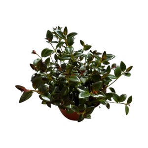 Roślina Złota Rybka | 15 cm | Nematanthus gregarius | Roślina Żywa | Roślina Doniczkowa | Roślina Domowa zdjęcie 2