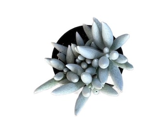 Cocoon Plant | 2.5 inch | Senecio Haworthii | Live Succulent Plant | Indoor Plant | House Plant | Drought Tolerant
