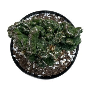 Cereus Peruvians Monstrose Crested Cactus | 6 inch | Cereus Peruvianus Monstrose Rojo | Live Cactus Plant | Succulent | Indoor Plant