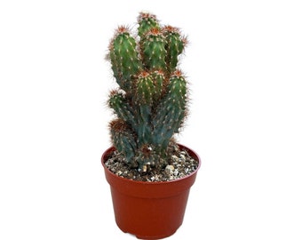 Peruvianus Monstrose Apple Cactus | 4 inch | Cereus repandus f. monstrosus | Live Cactus Plant | Succulent | Indoor Plant | Drought Tolerant