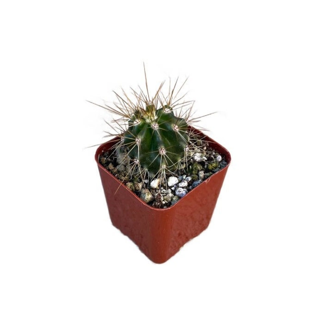 cactus price Red Christmas Cactus