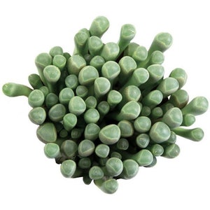 Baby Toes | 2 inch | Fenestraria Rhopalophylla | Live Succulent Plant | Indoor Plant | House Plant