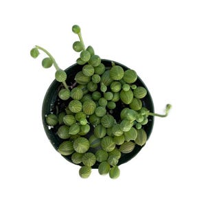 Native String of Watermelon | 4 inch | Live Succulent Hanging Plant | Indoor Plant | Drought Tolerant
