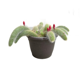 Monkey's Tail Cactus | 6 inch | Cleistocactus colademononis  | Live Cactus Plant | Hanging Plants | Indoor Plant | Drought Tolerant
