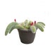 see more listings in the 6" - 8" Cacti section