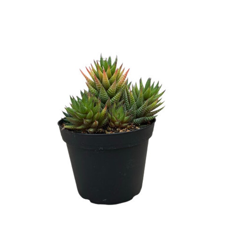 NativeWestCalifornia Haworthia Coarctata