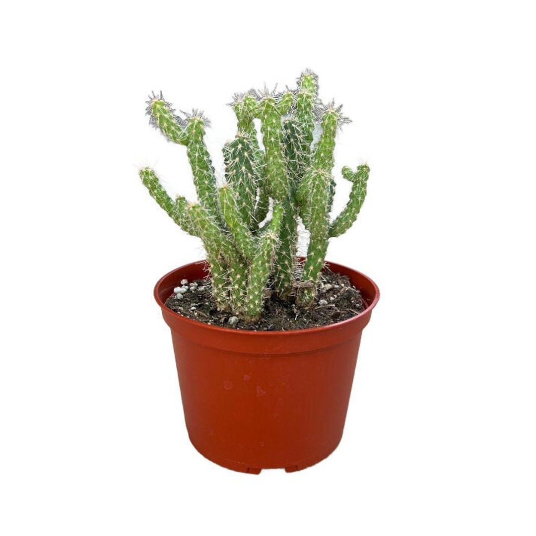 Nala ナラ　Cactus all in one Buy Monstrosa Opuntia Tuna Succulent | Unique Indoor Plant