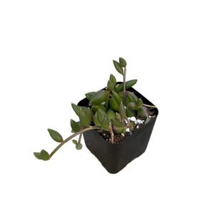 String of Watermelon | 2 inch | Live Succulent Hanging Plant | Indoor Plant | Drought Tolerant
