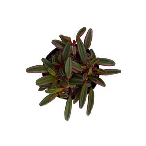 May include: A small potted plant with dark green leaves and red edges. The plant is in a black pot and is sitting on a white background.