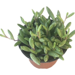 May include: A small potted succulent plant with long, green, fleshy leaves. The plant is in a brown plastic pot.