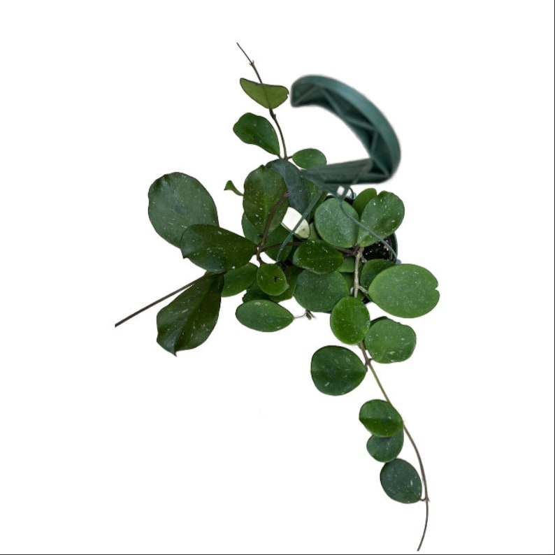 NativeWestCalifornia Hoya Obovata