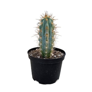 Blue Cereus | 6 inch | Browningia hertlingiana | Azureocereus hertlingianus | Live Cactus Plant | Succulent | Drought Tolerant
