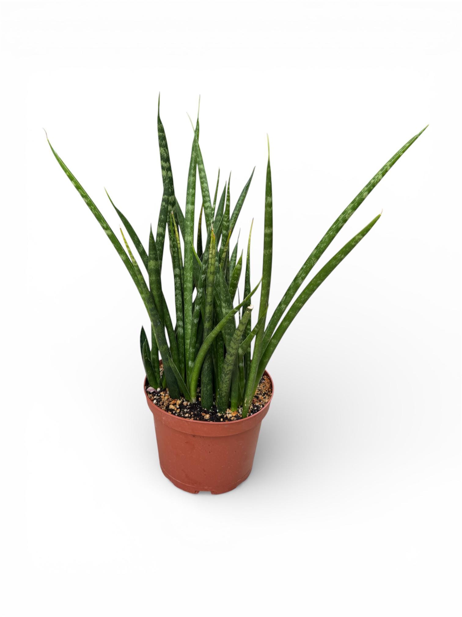 Sansevieria Fernwood | 6 Inch | Sansevieria Fernwood Mikado | Snake Plants  | Indoor Plants | Air Purifying Plant NASA Approved - Etsy