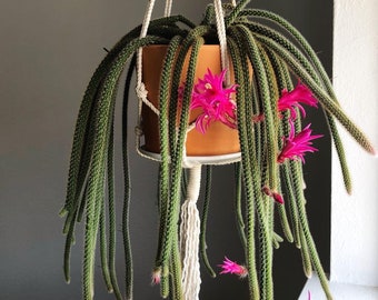 Rat Tail Cactus | 6 inch | Disocactus Flagelliformis  | Live Cacti Hanging Plant | Indoor Plant | House Plant