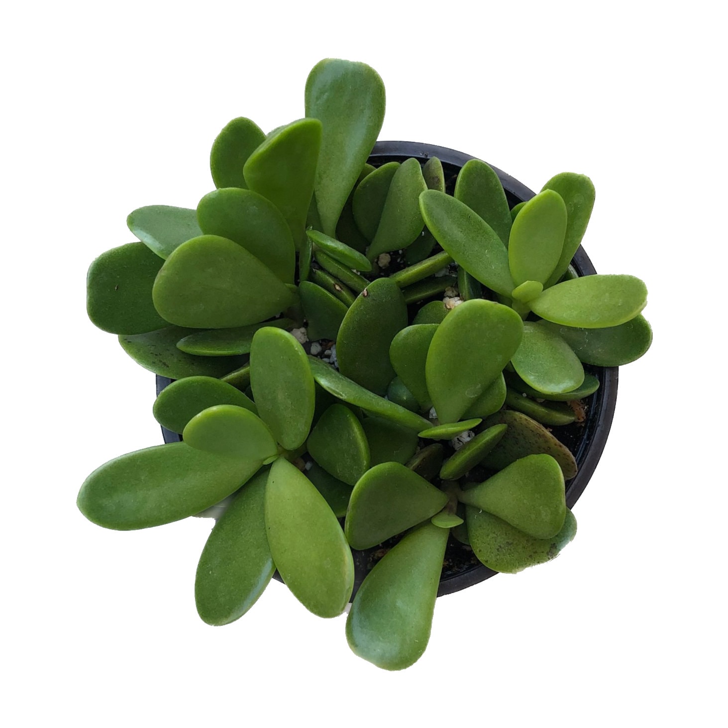 succulents that look like flowers Succulents | DIY Wedding Flowers | Flower Moxie 20 Stems