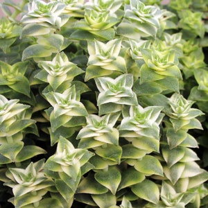 Variegated String of Buttons | 2 inch |  Crassula | Live Succulent Plant | Indoor Plant | House Plant | Drought Tolerant