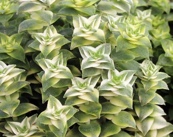 Variegated String of Buttons | 4 inch | Crassula Perforata Variegata | Live Succulent Plant | Indoor Plant | House Plant