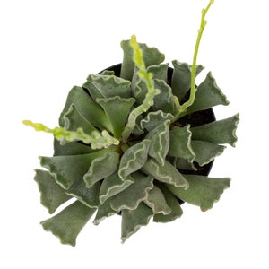 May include: Overhead view of a green succulent plant in a black pot. The plant has thick, textured, wavy-edged leaves and several thin, yellow-green stems extending upwards. The background is plain white.