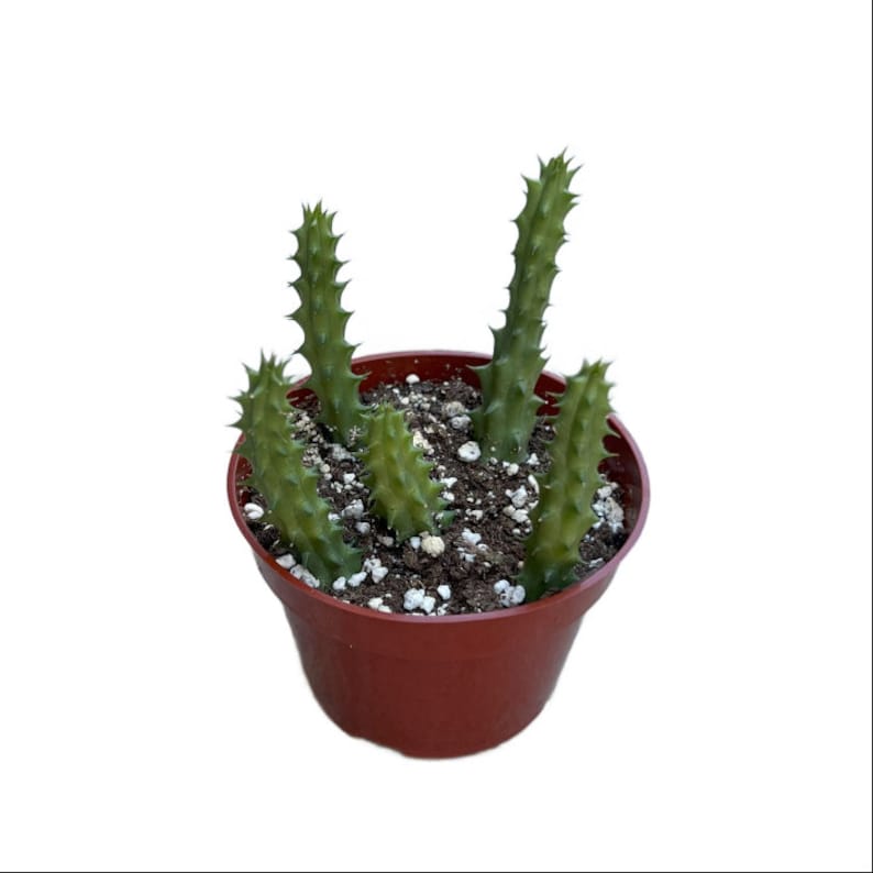 NativeWestCalifornia Dragon Flower - Thumbnail 2