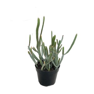 Euphorbia Enterophora No 01 | 6 inch | Live Plant | Indoor Plant | House Plant | Drought Tolerant