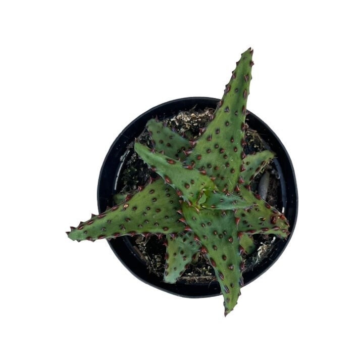 Aloe Castilloniae | 4 Inch | Aloe | Live Aloe Plant | Succulent | Cactus |  Indoor Plant | Drought Tolerant - Etsy