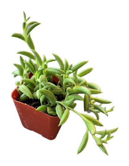 Banana Cactus - Etsy
