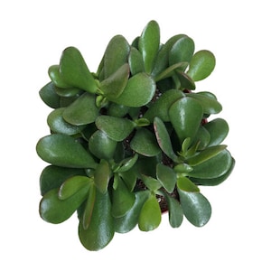 Classic Jade Plant | 6 inch | Crassula | Live Succulent Plant | Indoor Plant | House Plant