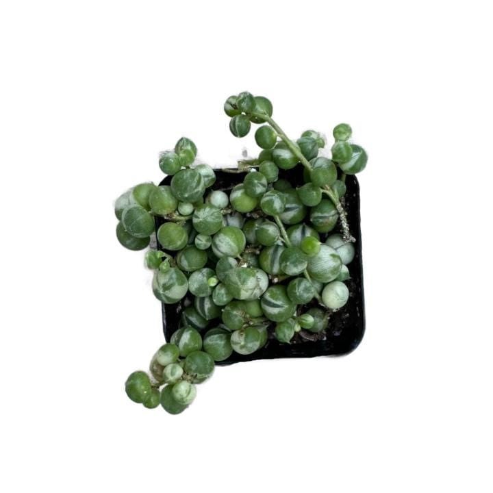 Variegated String of Pearls | 2 inch | Rosary Vine | Live Succulent Hanging Plant | Indoor Plant | House Plant
