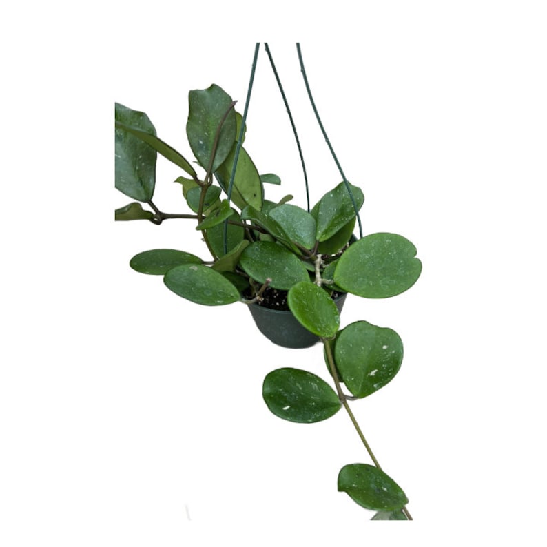 NativeWestCalifornia Hoya Obovata - Thumbnail 3
