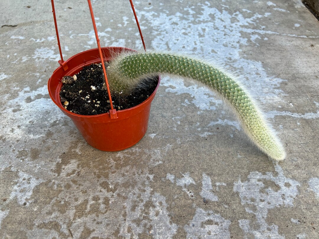 Monkey Tail Cactus 1215 Inch Long Live Cacti Plant Etsy