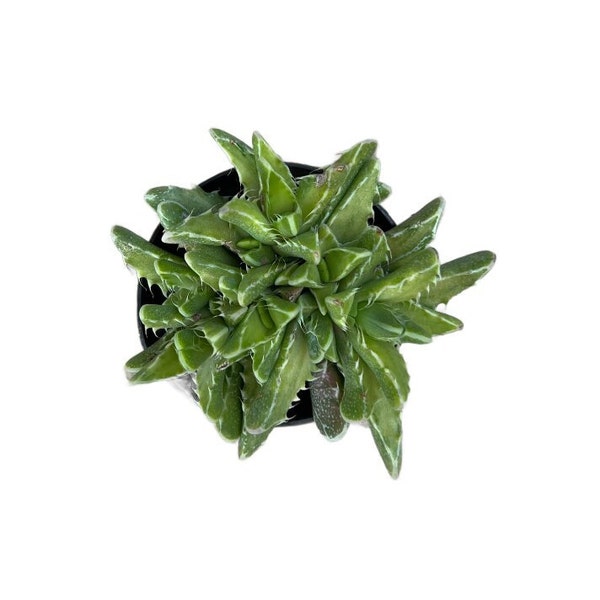 Variegated Tiger Jaws | 4 inch |  Faucaria tigrina variegata | Mimicry Plants | Live Succulent | Drought Tolerant